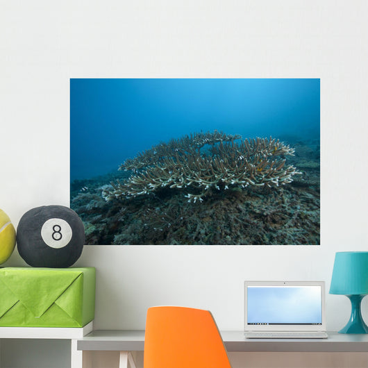 Stony Corals Beqa Lagoon Distant Wall Decal