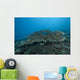 Stony Corals Beqa Lagoon Distant Wall Decal