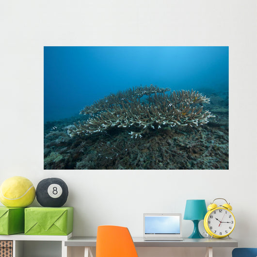 Stony Corals Beqa Lagoon Distant Wall Decal