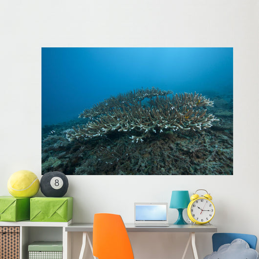 Stony Corals Beqa Lagoon Distant Wall Decal