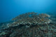 Stony Corals Beqa Lagoon Distant Wall Decal