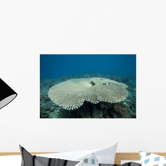 Plate Coral Beqa Lagoon Wall Decal