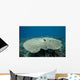 Plate Coral Beqa Lagoon Wall Decal