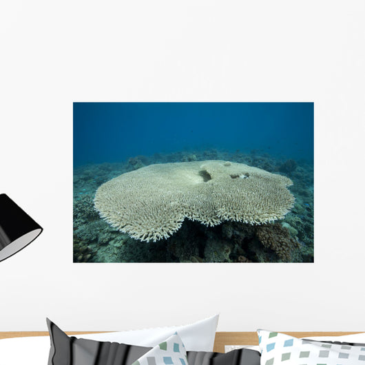 Plate Coral Beqa Lagoon Wall Decal