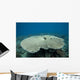 Plate Coral Beqa Lagoon Wall Decal