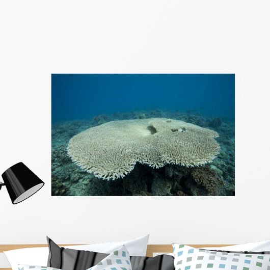 Plate Coral Beqa Lagoon Wall Decal