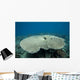 Plate Coral Beqa Lagoon Wall Decal