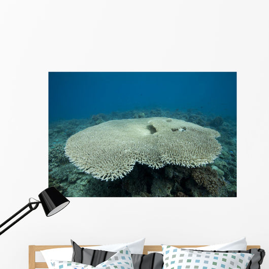 Plate Coral Beqa Lagoon Wall Decal