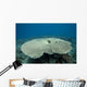 Plate Coral Beqa Lagoon Wall Decal
