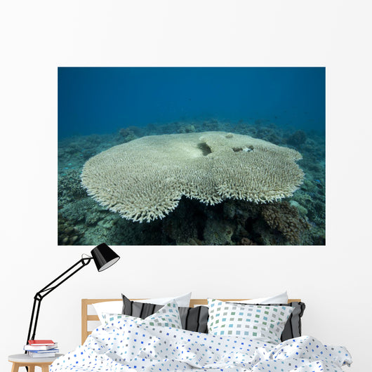 Plate Coral Beqa Lagoon Wall Decal
