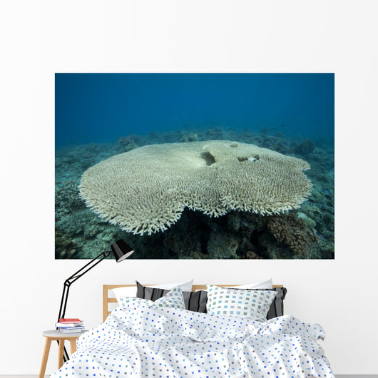 Plate Coral Beqa Lagoon Wall Decal