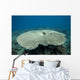Plate Coral Beqa Lagoon Wall Decal