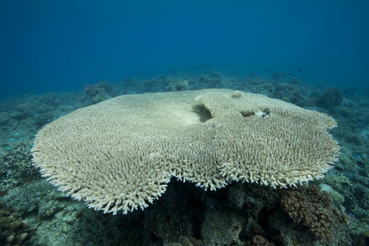Plate Coral Beqa Lagoon Wall Decal