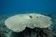 Plate Coral Beqa Lagoon Wall Decal