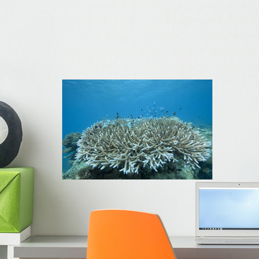 Stony Corals Beqa Lagoon Close-up Wall Decal