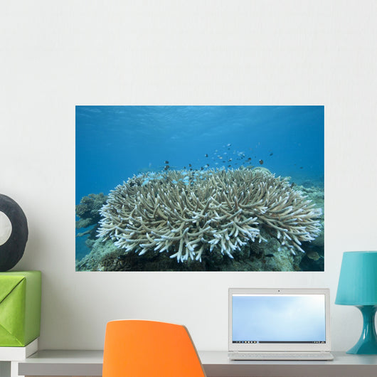 Stony Corals Beqa Lagoon Close-up Wall Decal