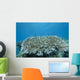 Stony Corals Beqa Lagoon Close-up Wall Decal