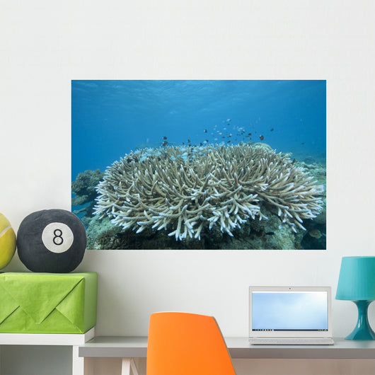 Stony Corals Beqa Lagoon Close-up Wall Decal