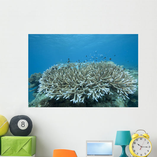 Stony Corals Beqa Lagoon Close-up Wall Decal