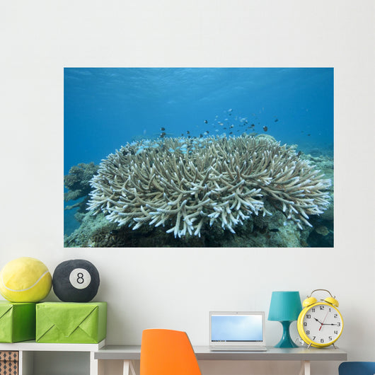 Stony Corals Beqa Lagoon Close-up Wall Decal