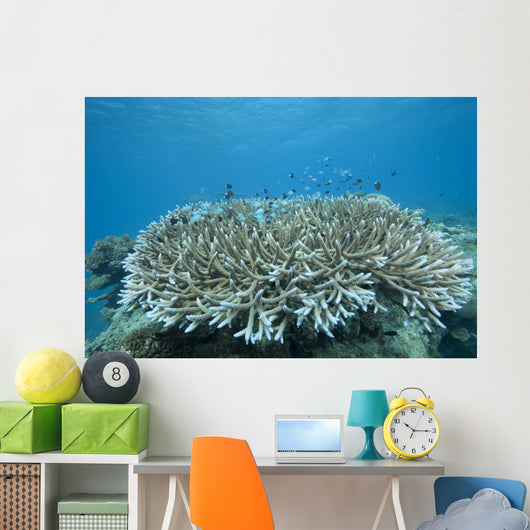 Stony Corals Beqa Lagoon Close-up Wall Decal