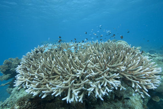 Stony Corals Beqa Lagoon Close-up Wall Decal