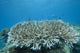 Stony Corals Beqa Lagoon Close-up Wall Decal