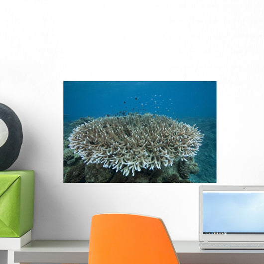 Stony Corals Beqa Lagoon Wall Decal