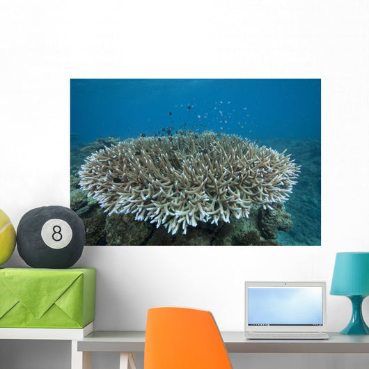 Stony Corals Beqa Lagoon Wall Decal