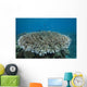 Stony Corals Beqa Lagoon Wall Decal