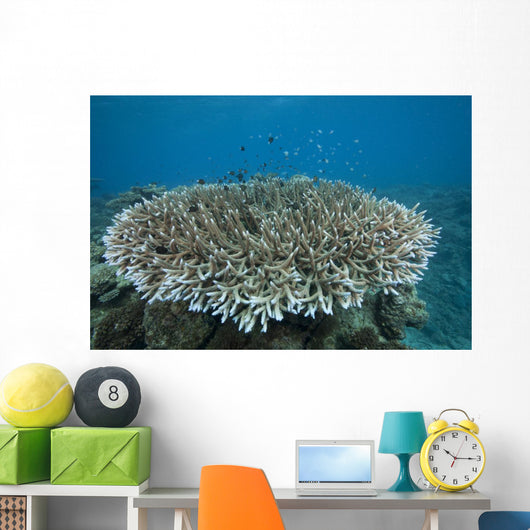 Stony Corals Beqa Lagoon Wall Decal