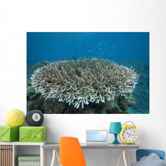 Stony Corals Beqa Lagoon Wall Decal