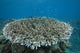 Stony Corals Beqa Lagoon Wall Decal