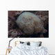 Wandering Sea Anemone Beqa Wall Decal