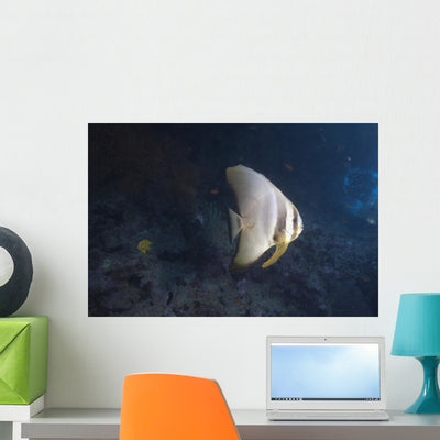 Longfin Spadefish Beqa Lagoon Side Wall Decal shown on a wall