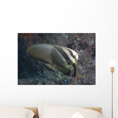 Longfin Spadefish Beqa Lagoon Wall Decal shown on a wall