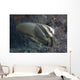 Longfin Spadefish Beqa Lagoon Wall Decal