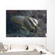 Longfin Spadefish Beqa Lagoon Wall Decal