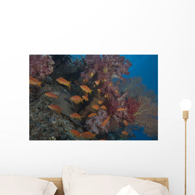 Scalefin Anthias Fish Beqa Distant Wall Decal shown on a wall