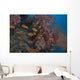 Scalefin Anthias Fish Beqa Distant Wall Decal