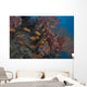Scalefin Anthias Fish Beqa Distant Wall Decal