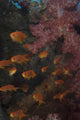 Scalefin Anthias Fish Beqa Wall Decal