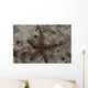 Close-up Sea Star Beqa Wall Decal