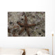 Close-up Sea Star Beqa Wall Decal