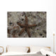 Close-up Sea Star Beqa Wall Decal