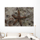 Close-up Sea Star Beqa Wall Decal