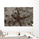 Close-up Sea Star Beqa Wall Decal