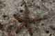Close-up Sea Star Beqa Wall Decal