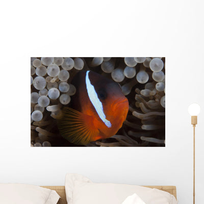 Tomato Clownfish Its Host Wall Decal shown on a wall