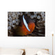 Tomato Clownfish Its Host Wall Decal